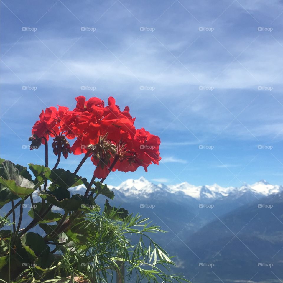 Flower, No Person, Nature, Summer, Leaf
