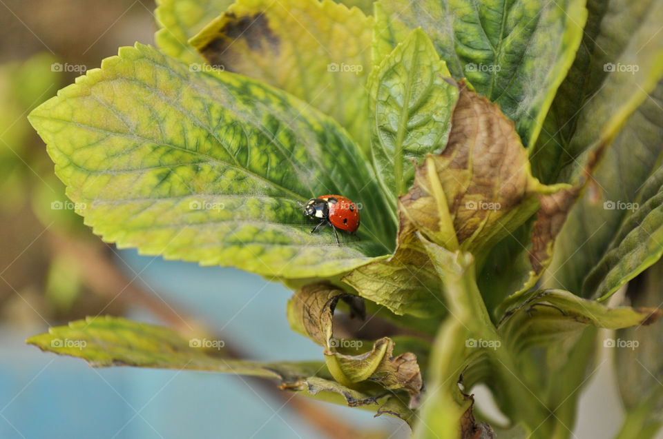 Leaf, Nature, Flora, Insect, Biology