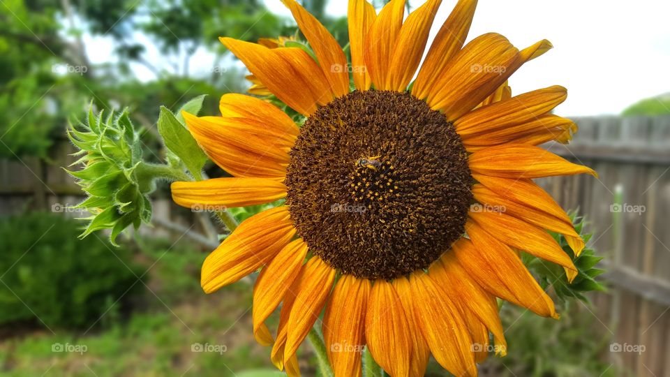 Bee on Sunflower