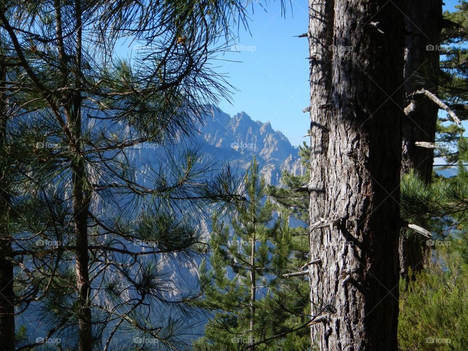 pine trees and mountains