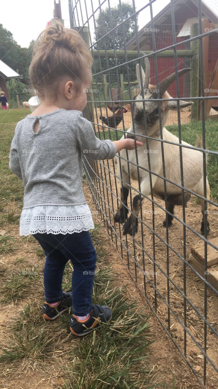 Feeding baby goat