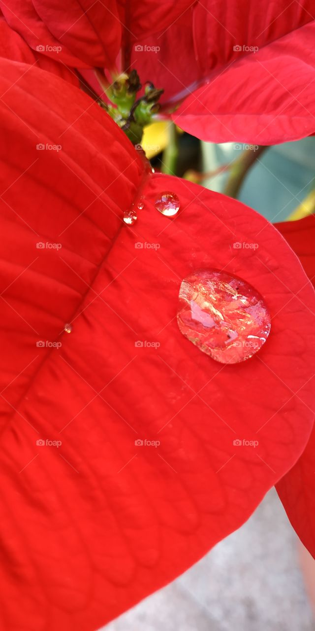 A drop of rain in the morning on a petal of a Christmas star flower