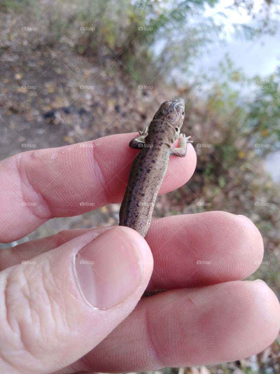 Little lizard