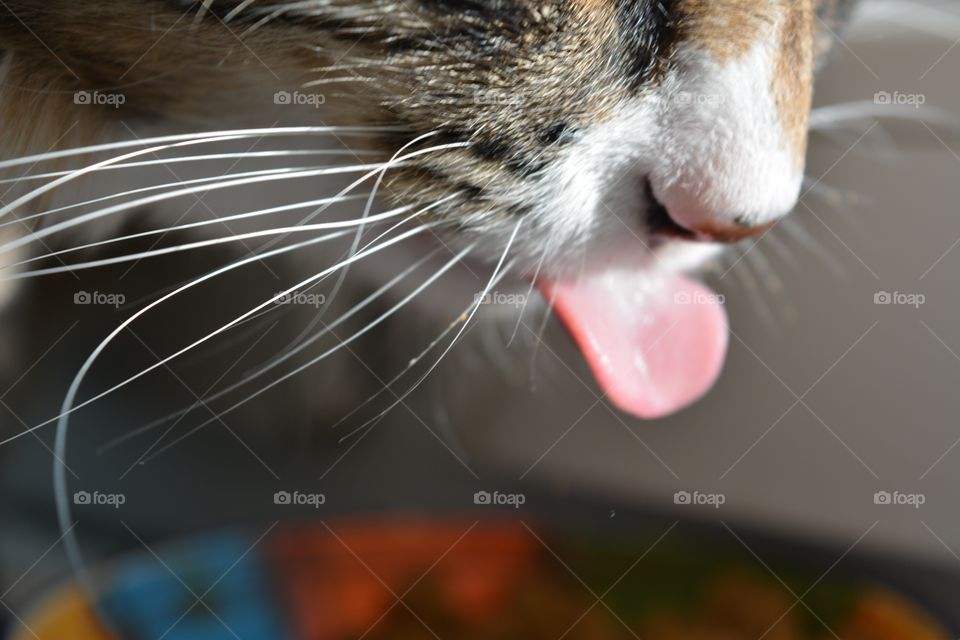 Mammal, No Person, Animal, Portrait, Pet