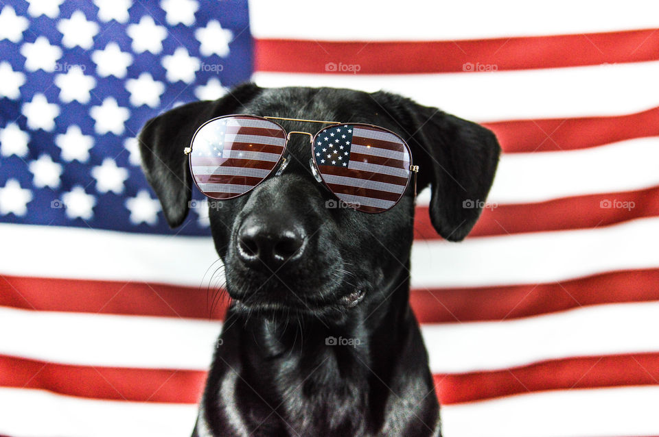 Portrait of a black labrador dog wearing American flag sunglasses with an American flag backdrop