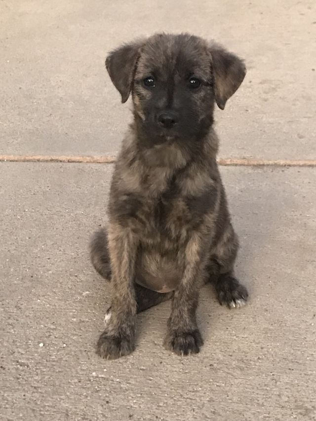 Puppy