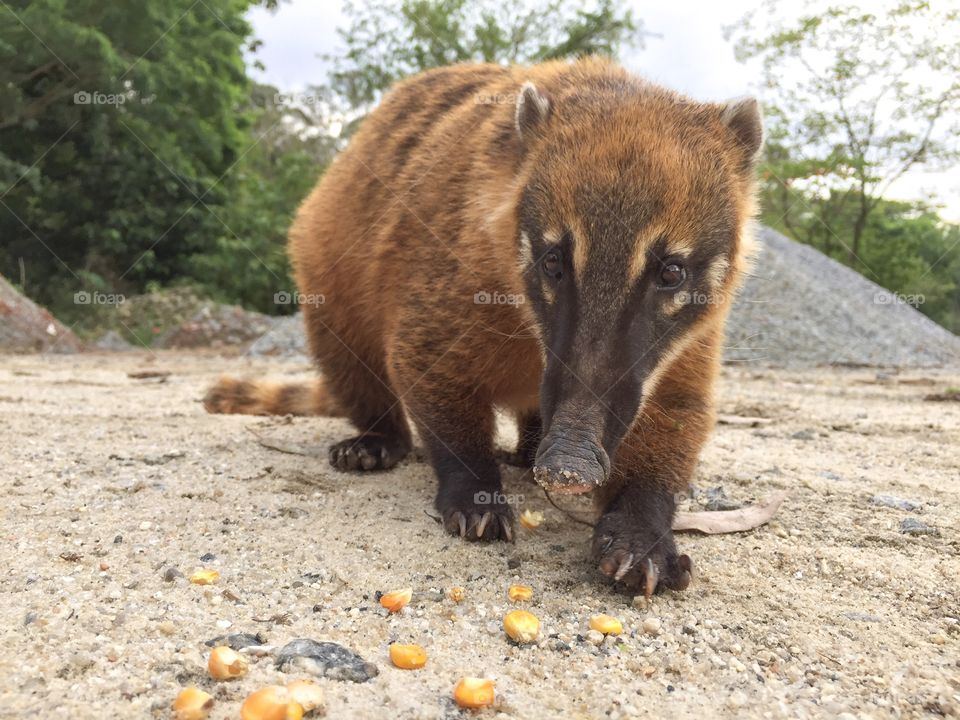 Coati eating