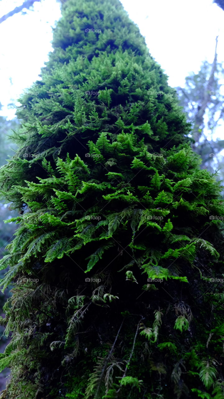Tree trunk covered in moss
