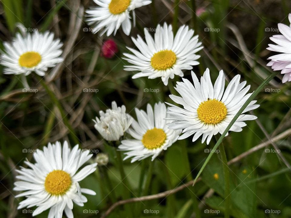 White flowers