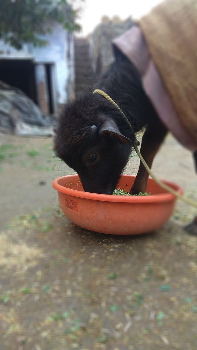 fooding....pet