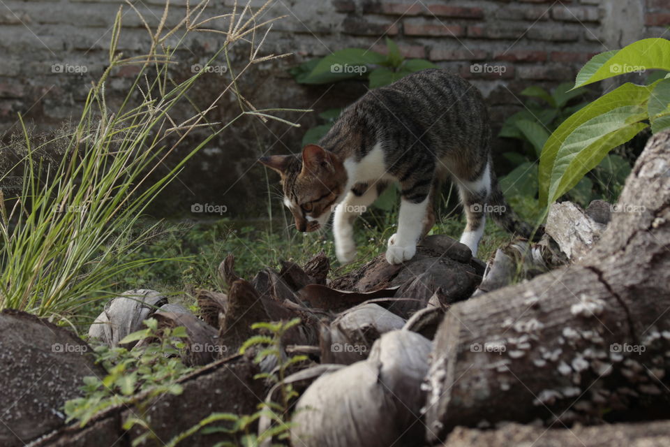 seekor kucing yang sedang berjalan ditumpukan tempurung kelapa. kucing tersebut berwarna coklat putih