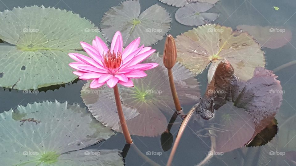 lotus