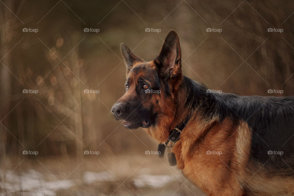 German shepherd dog walking in a winter park 