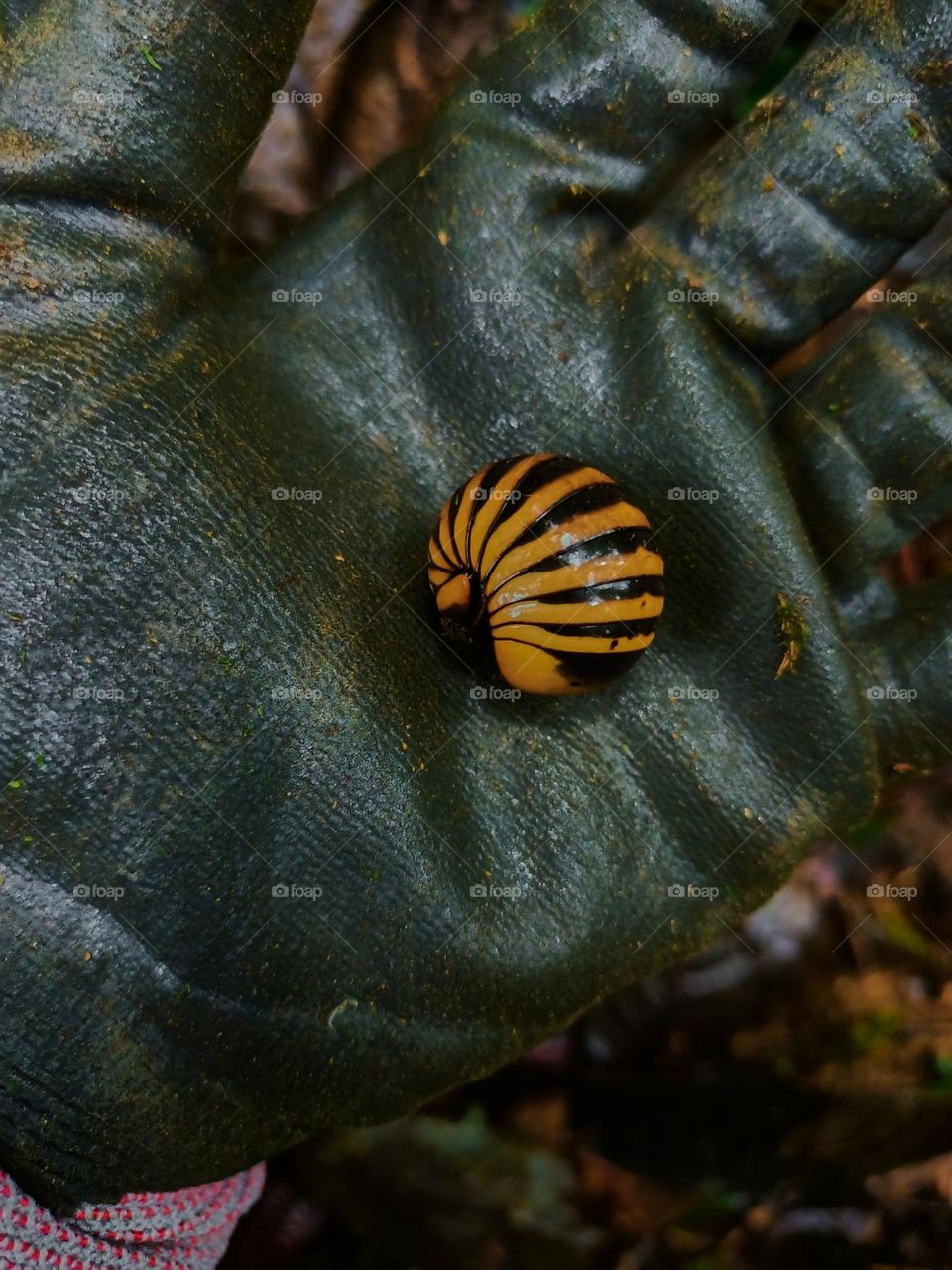 Cubaris sp. Isopods protect themselves on the ground in the tropical rain forest