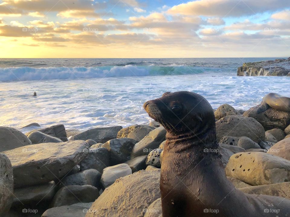 Sunset Seal by the Shore