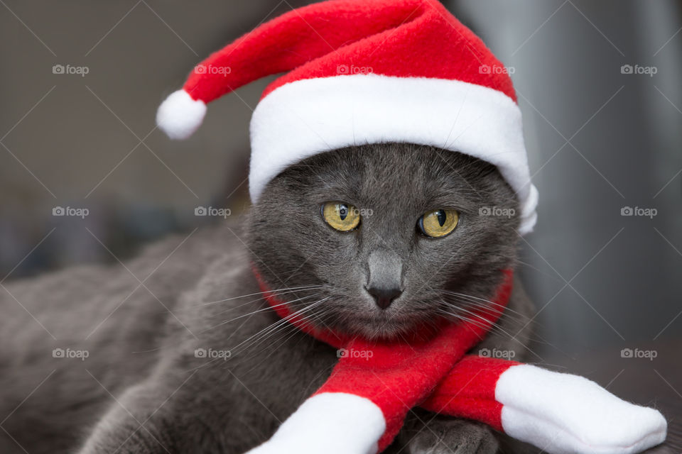 Christmas cat