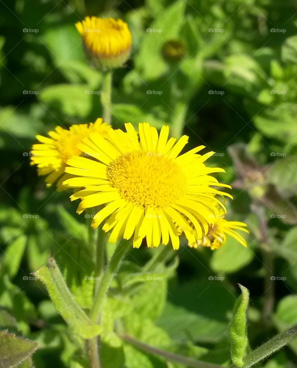 nice yellow flower