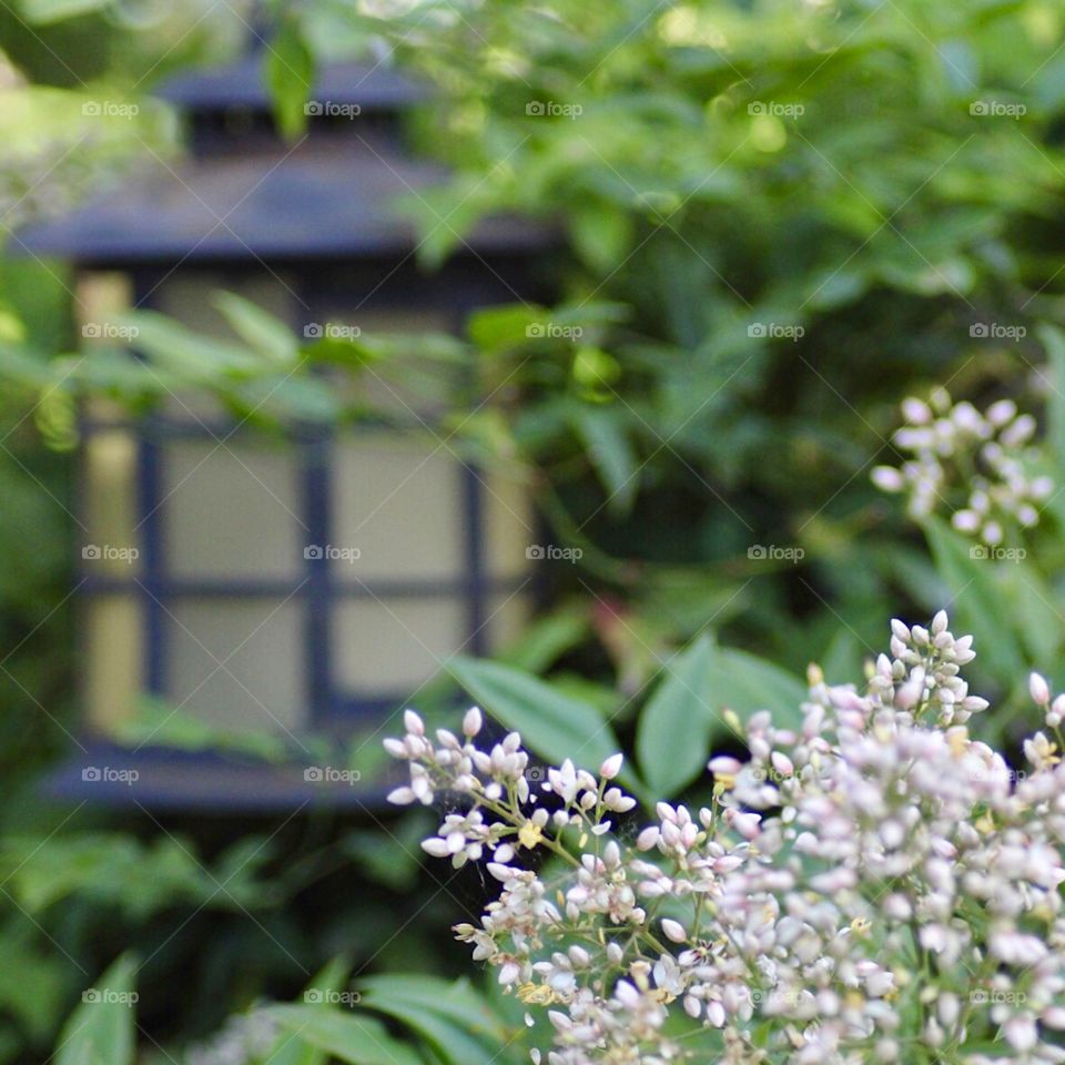 Nandina Berry Blooms