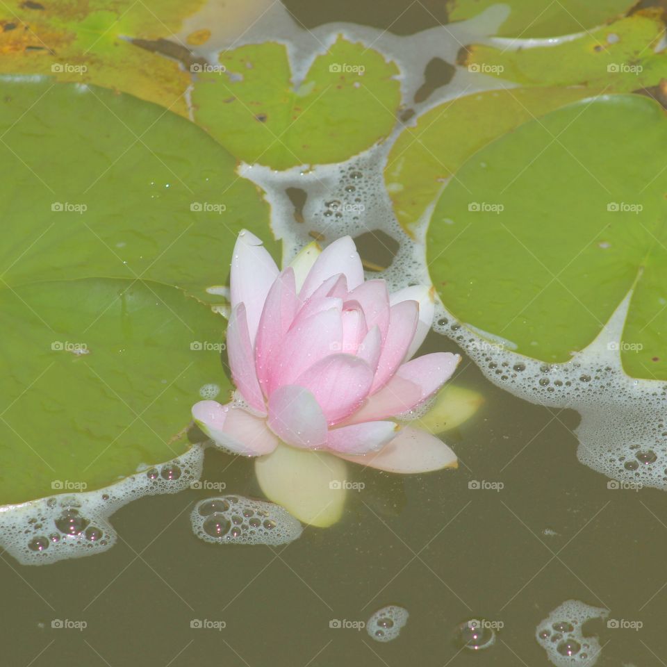 Lily pad