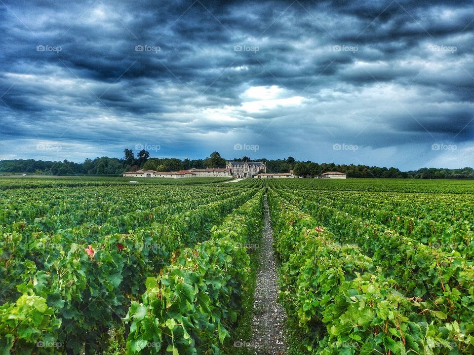 Le vignoble bordelais 