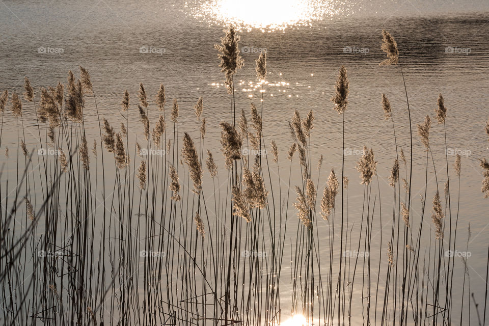 Reeds by the lake at golden sunset 
