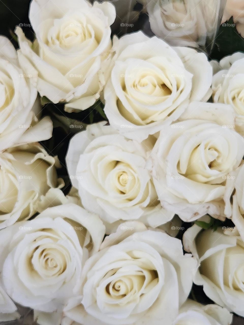 closeup of beautiful white rose blossom bouquet