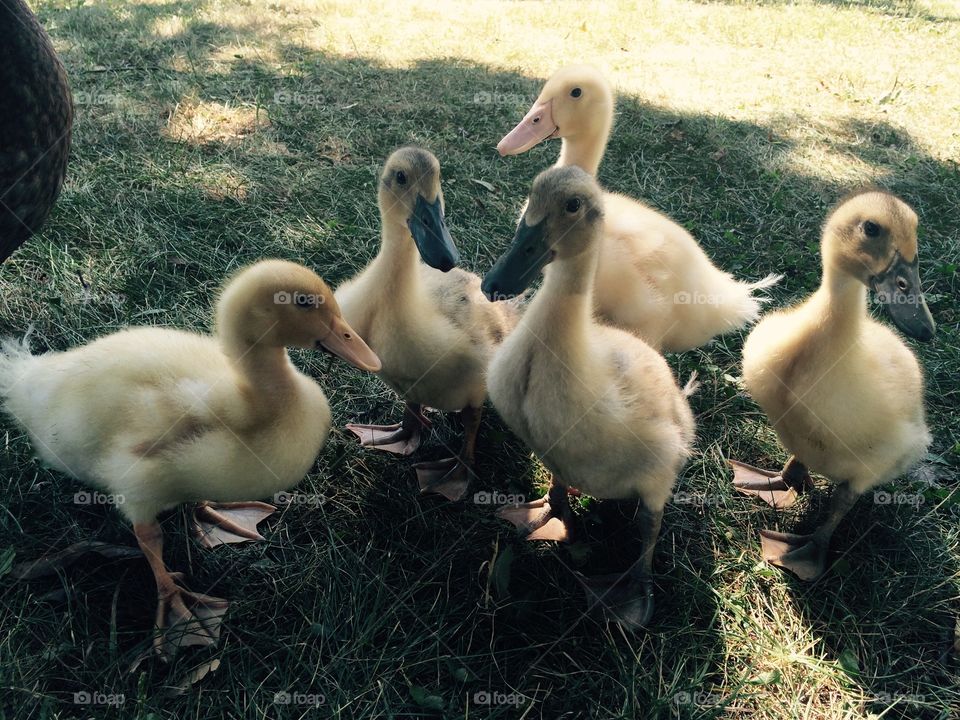 Ducklings 