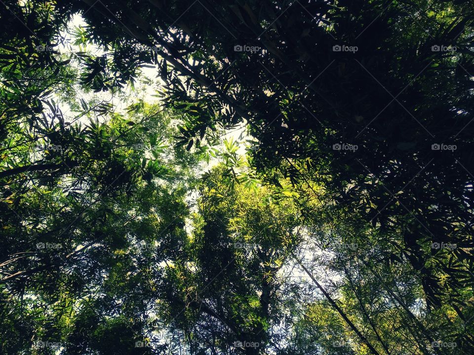 beautiful bamboo tree trunk that rises with the leaves