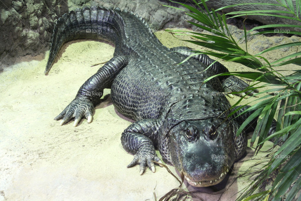 Portrait of an Alligator