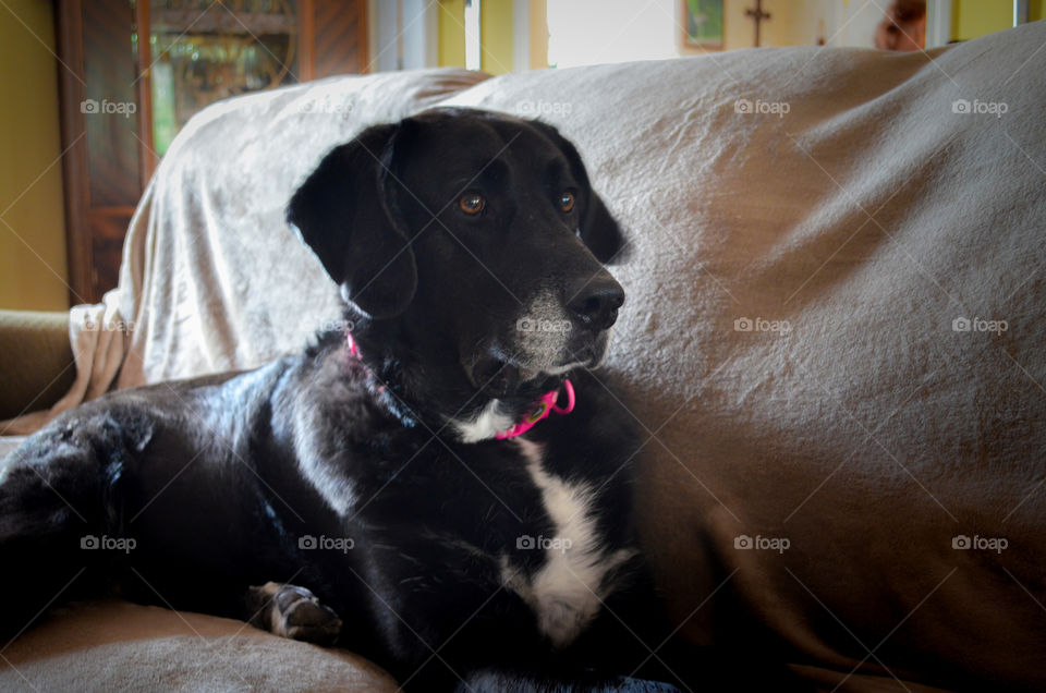 Black dog with white blaze and pink collar laying on the couch