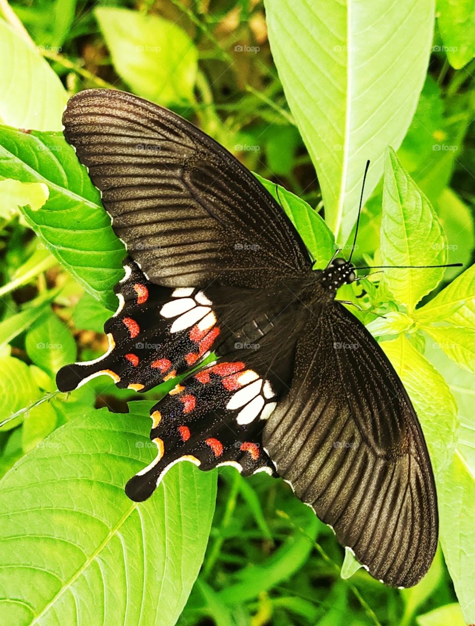 beautiful black butterfly with some red and white dots...🖤🖤