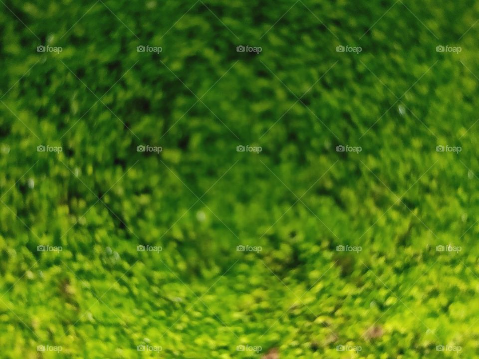 green moss growing on the concrete in the photo using a macro lens