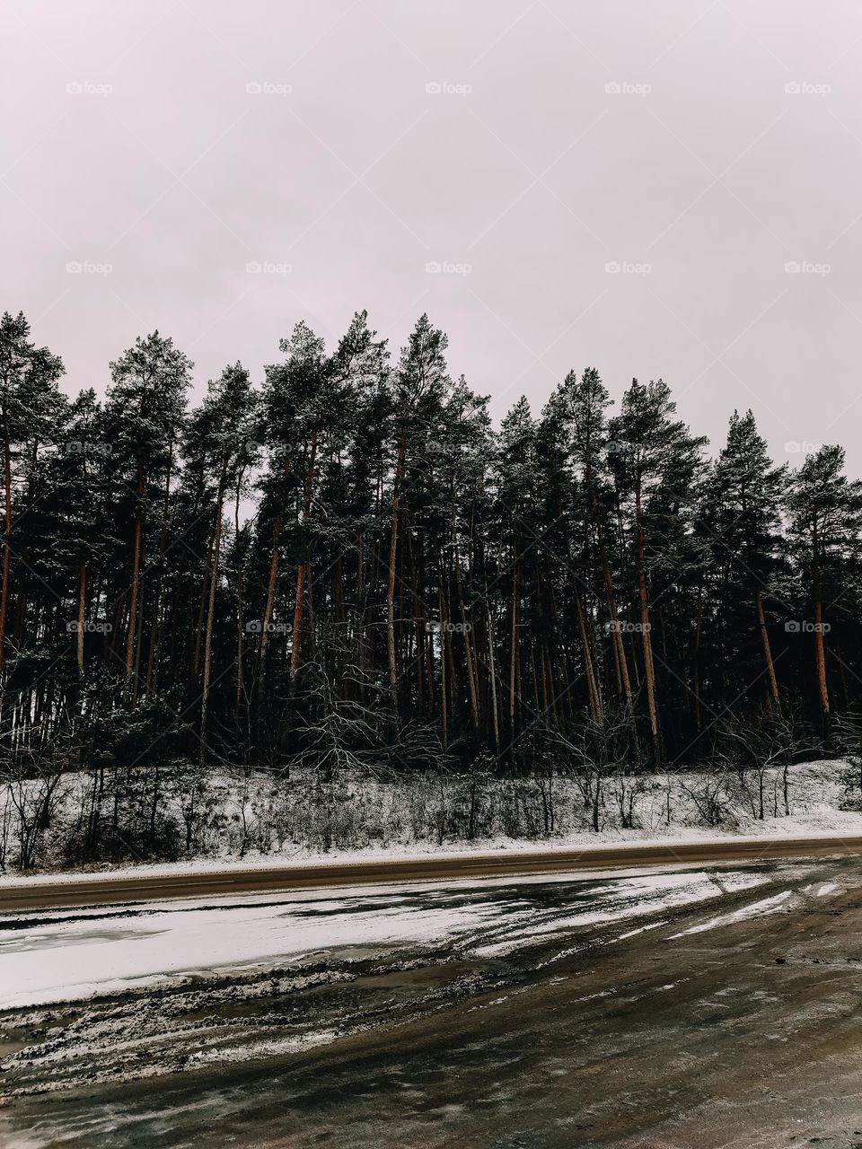 Pine tree forest in winter, the road covered with snow, cloudy weather