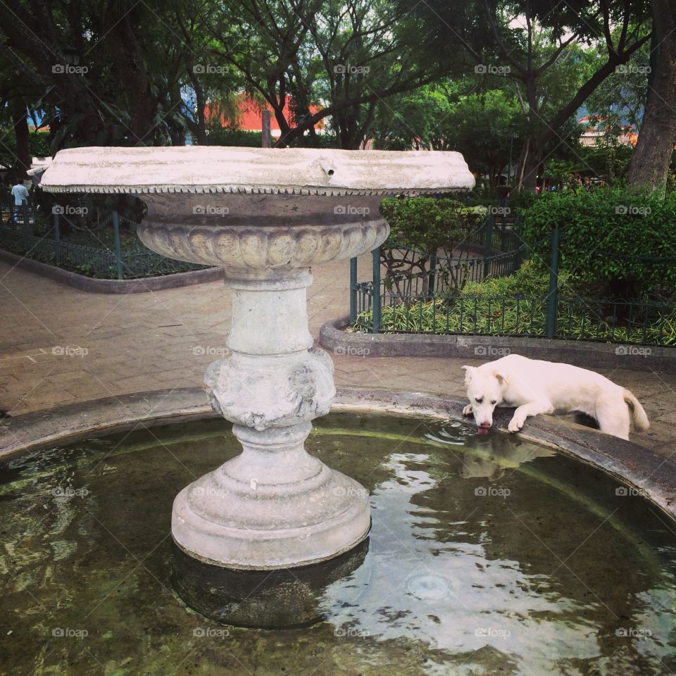 Dog and Fountain. Dog drinking from a fountain in Antigua, Guatemala