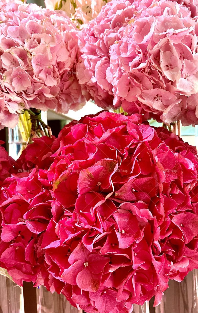 Hydrangea is a genus of flowering plants in the Hydrangeaceae family.