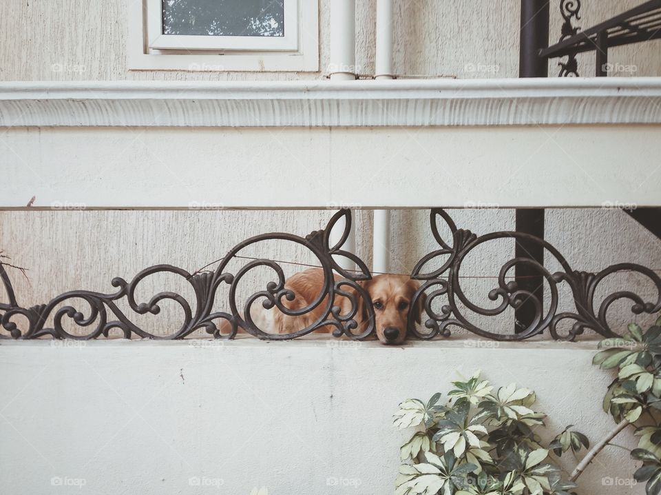 Dog resting at home back yard