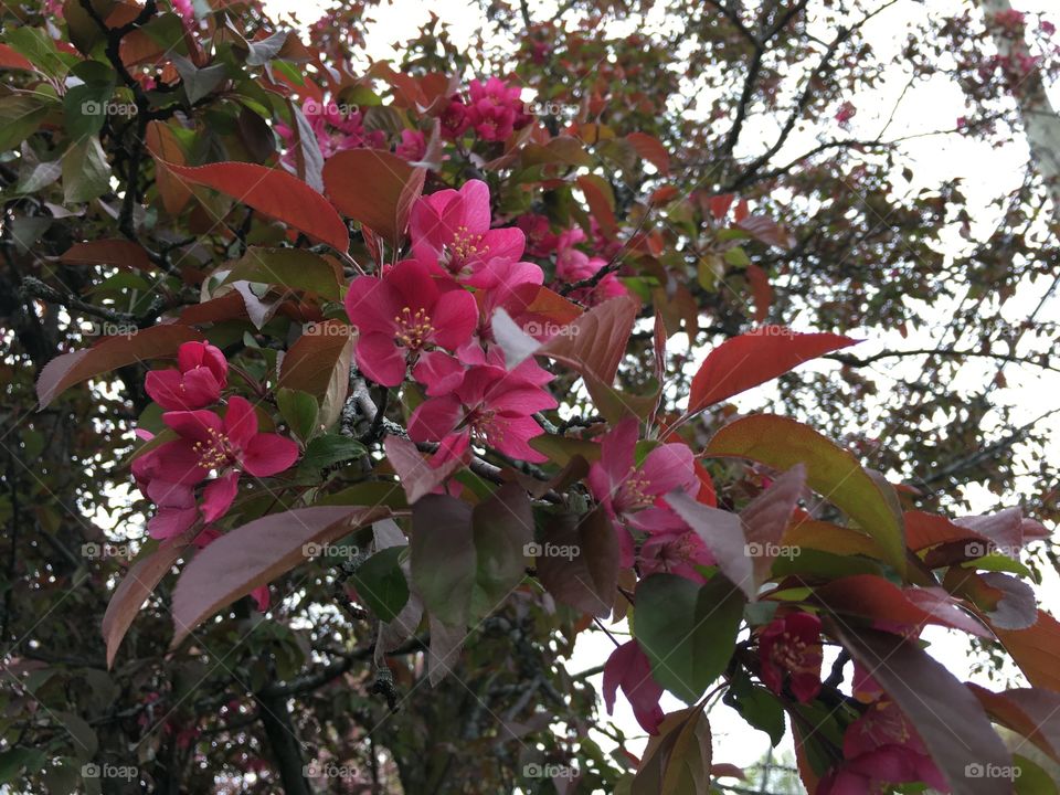 Red blossoms