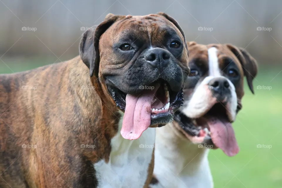 Besties 