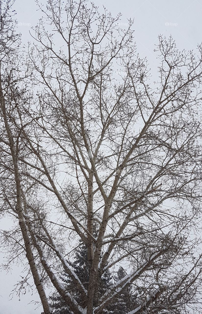 Wind in the not Willows