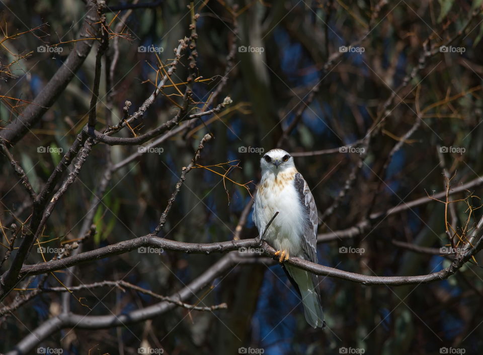 Black shoulded kite in the trees looking at the camera