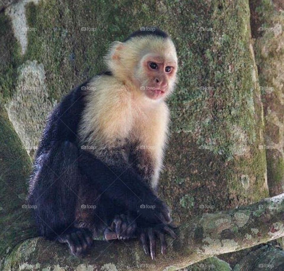 White-throated Capuchin in tree