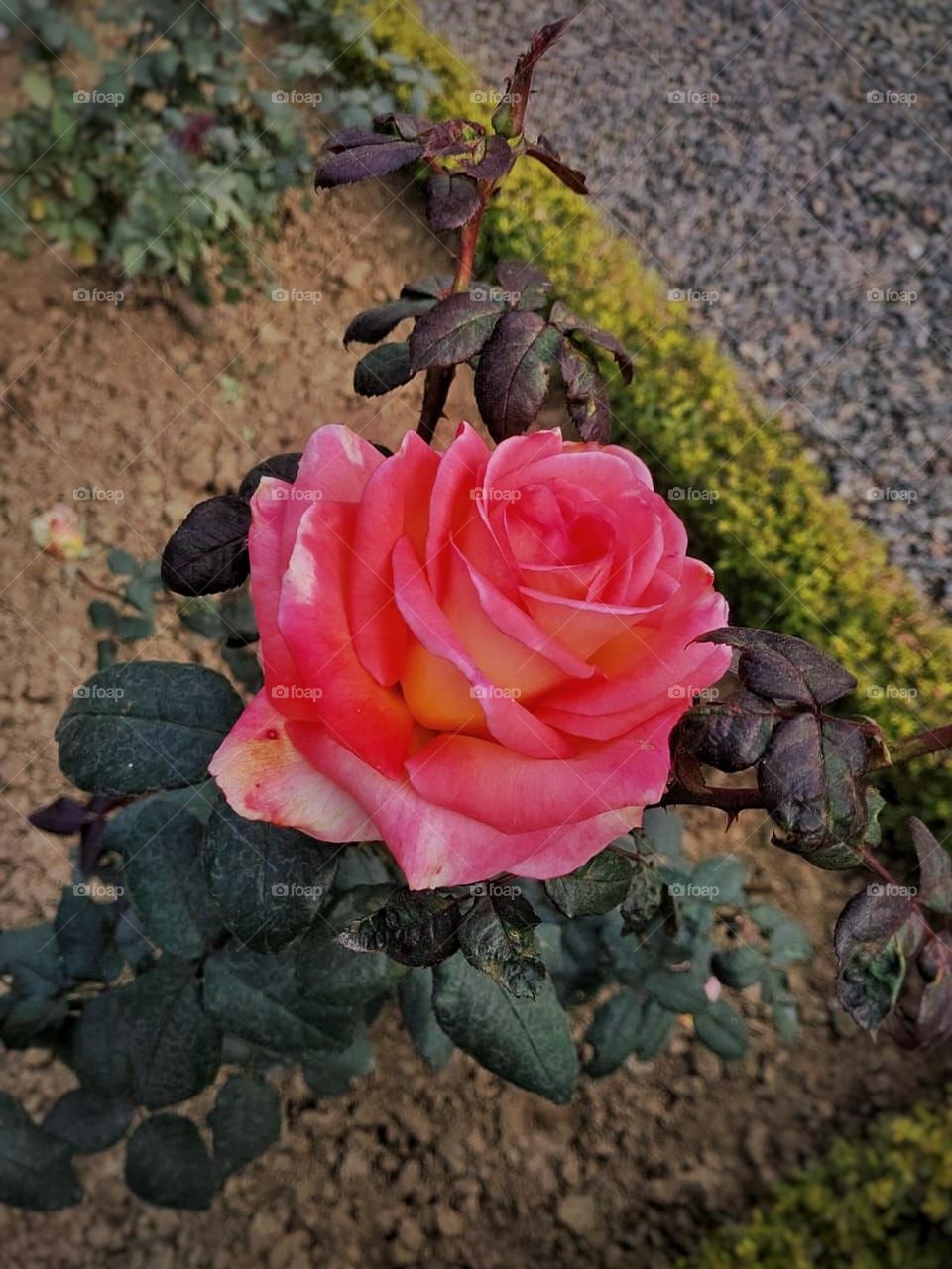 That rose looks absolutely stunning! The pink petals and dark green leaves create such a beautiful contrast. It's nature's way of showing off its vibrant colors.