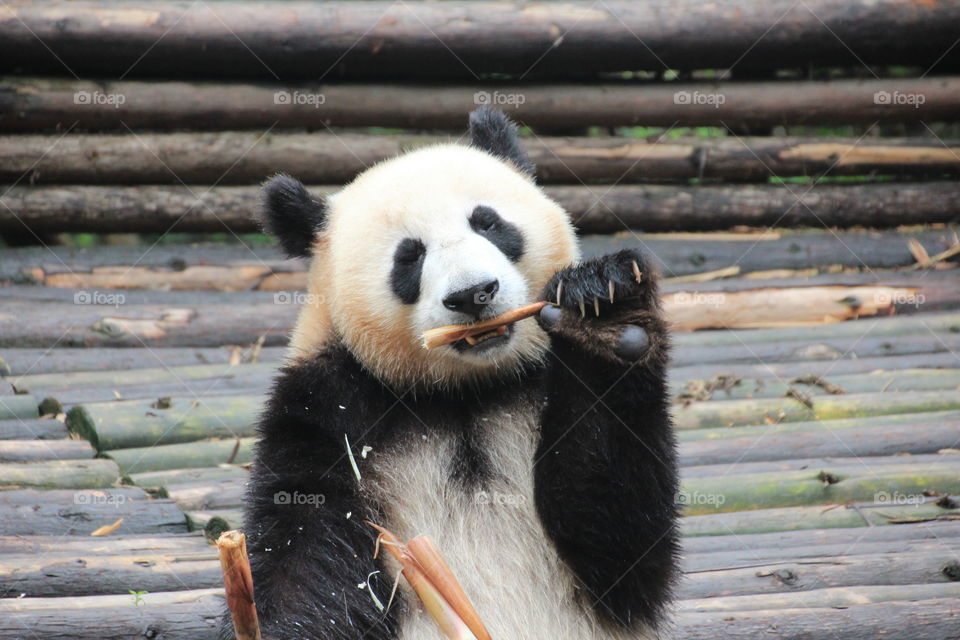 Giant Panda eating breakfast