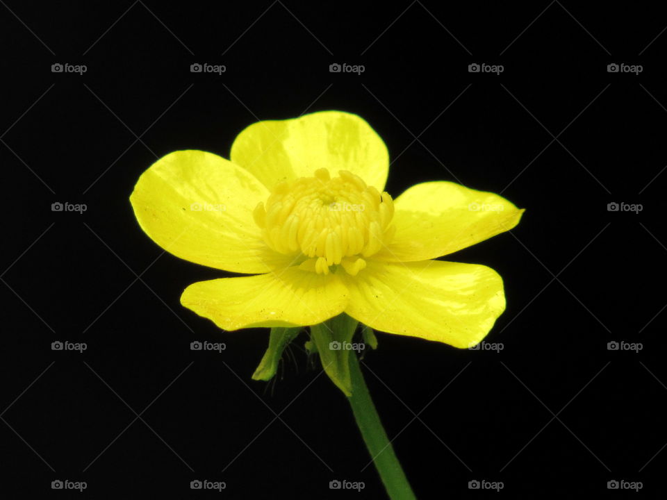 Tiny yellow flowering plant