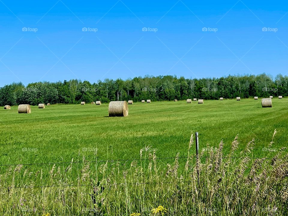 Hay Field