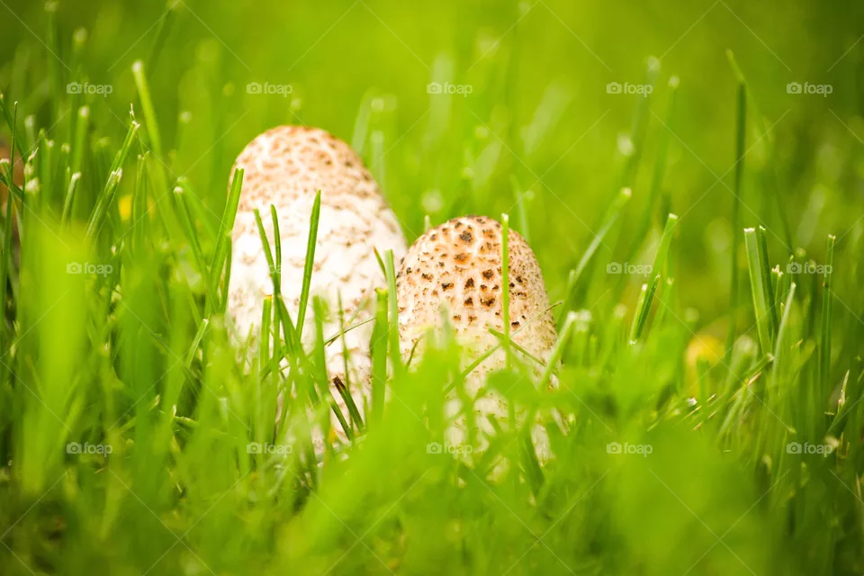 Grass, Nature, Hayfield, Growth, No Person