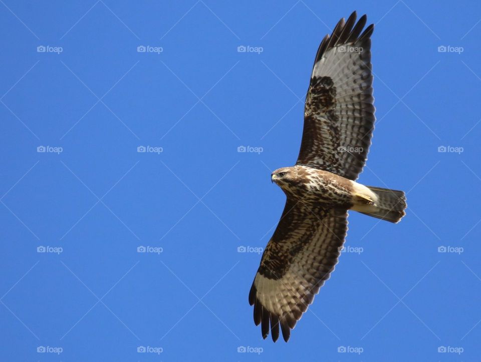 Poiana, Buteo buteo