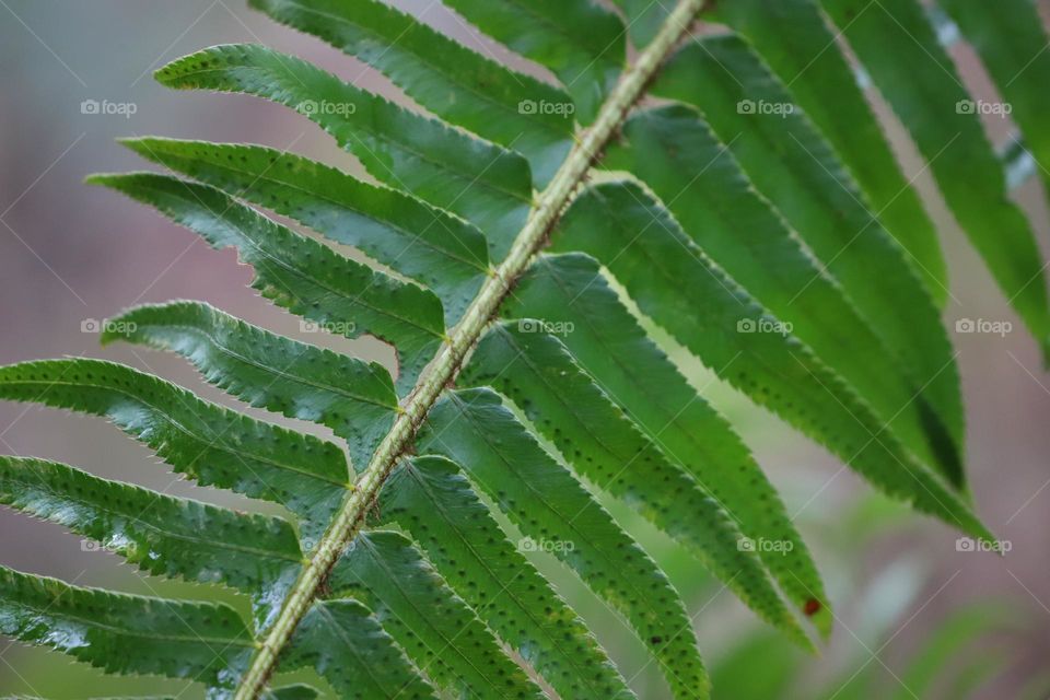 Green leaves , closeup