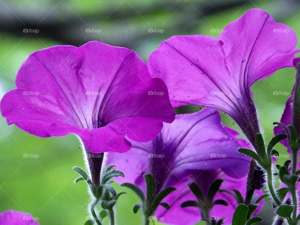 Cheerful Petunias!!