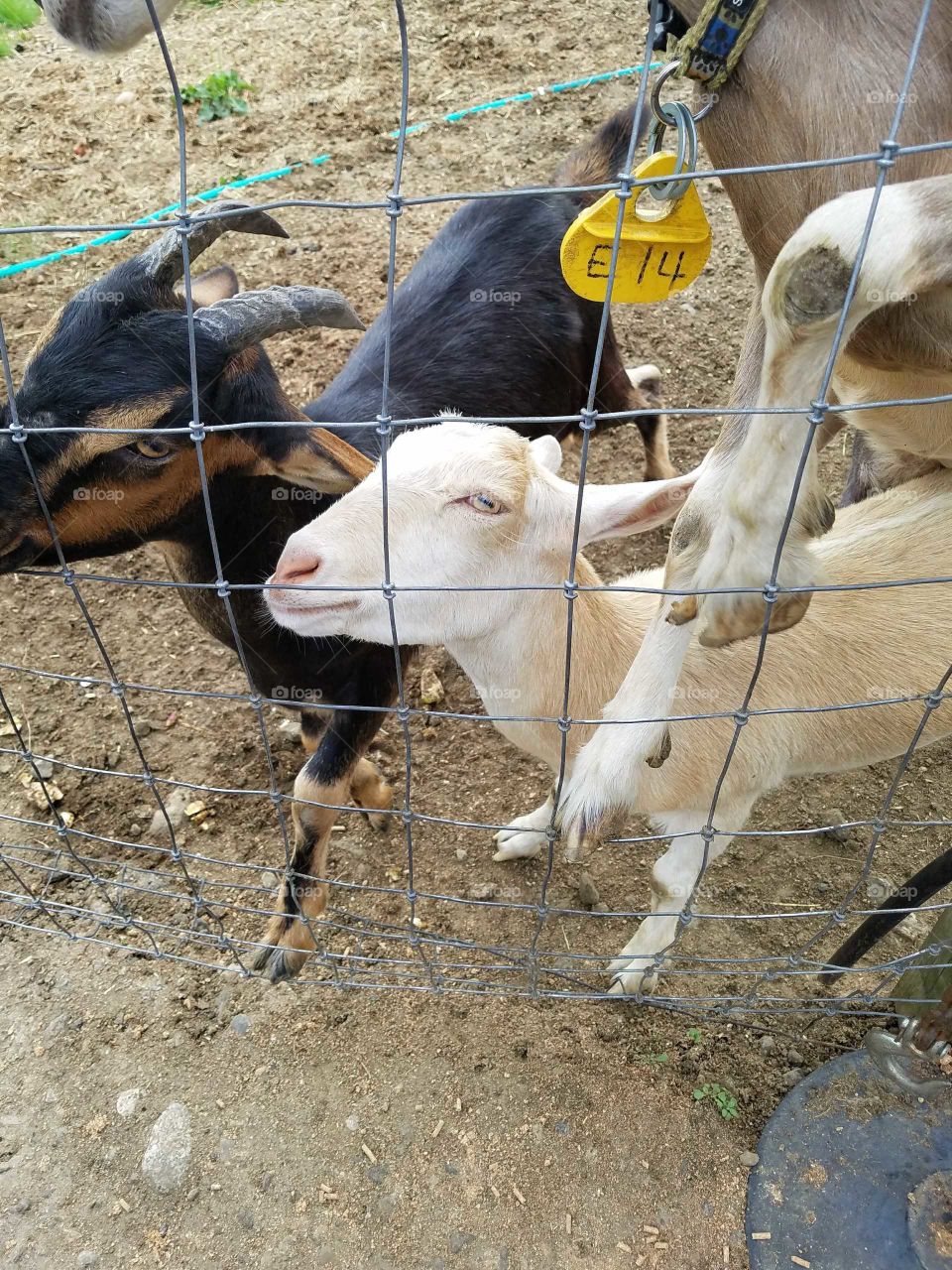 Goats in the Fall